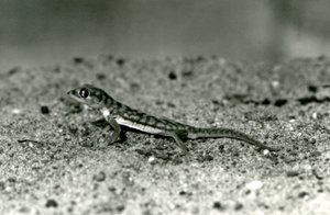 A Namib sand gecko/Web-footed gecko standing on sand, London Zoo by Frederick William Bond