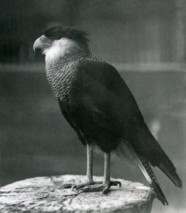 A Northern Crested Caracara at London Zoo, pre 1930 by Frederick William Bond