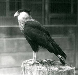Northern Crested Caracara at London Zoo, September 1925 by Frederick William Bond