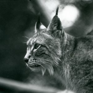 A Northern Lynx at London Zoo, July 1925 by Frederick William Bond