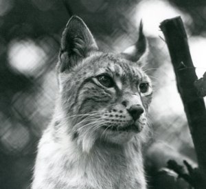 A Northern Lynx at London Zoo, July 1925 by Frederick William Bond