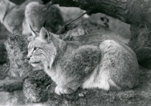 A Northern Lynx sitting on a rock, London Zoo, October 1925 by Frederick William Bond