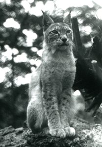A Northern Lynx Sitting Up at London Zoo, July 1925 by Frederick William Bond