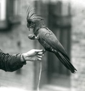 A Palm Goliath Great Black Cockatoo gripping onto the finger of a keeper with one foot and holding an egg-shaped treat in the other, London Zoo, September 1927 by Frederick William Bond