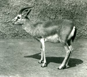 A Persian Gazelle at London Zoo in June 1925