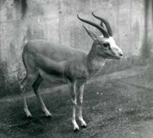 A Persian, Goitered, or Black-tailed Gazelle at London Zoo, August 1927