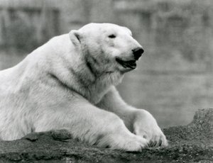 A Polar Bear Resting on a Rocky Ledge at London Zoo in 1931 by Frederick William Bond