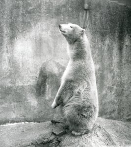 A Polar Bear Sitting Up on His Haunches at London Zoo in 1929 by Frederick William Bond