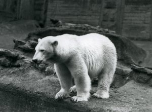 A Polar Bear Standing at the Edge of Its Enclosure at the Base of the Mappin Terraces, London Zoo, September 1928 by Frederick William Bond