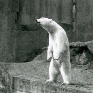 A Polar Bear Standing Tall on Its Hind Legs at the Edge of Its Enclosure on the Mappin Terraces, London Zoo