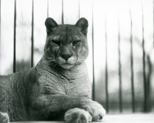 A Puma/Cougar/Mountain Lion/Catamount resting at London Zoo in 1931 by Frederick William Bond
