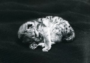A Puma cub at London Zoo by Frederick William Bond
