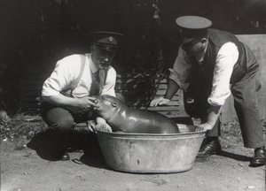 A Pygmy Hippo having a soak at ZSL London Zoo, August 1928