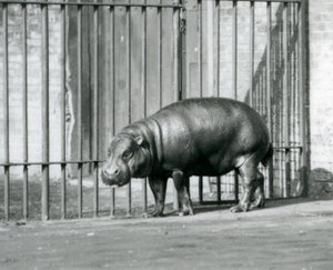 A Pygmy Hippopotamus at London Zoo in 1927