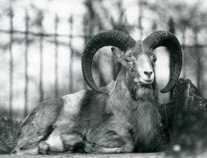 A Ram sitting at London Zoo, 1925