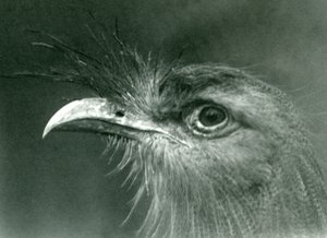 A Red-legged Seriema at London Zoo in 1924 by Frederick William Bond