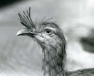 A Red-legged Seriema at London Zoo in 1929 by Frederick William Bond
