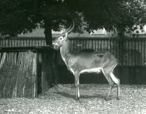 A Red Lechwe at London Zoo, July 1924