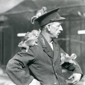 A Second Class Keeper with four young Grey Squirrels climbing on his uniform hat and jacket, London Zoo