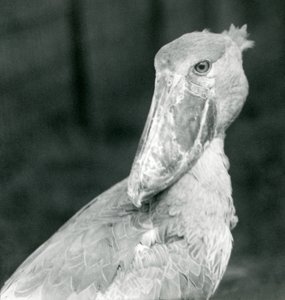 A Shoebill Stork, London Zoo, July 1926 by Frederick William Bond