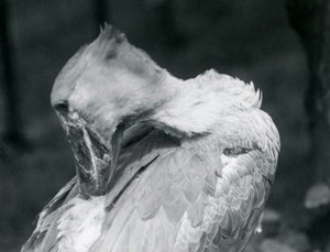 A Shoebill Preening Its Feathers at London Zoo (1926) by Frederick William Bond