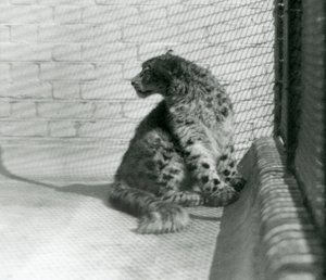 A Snow Leopard Sitting on the Floor, London Zoo by Frederick William Bond