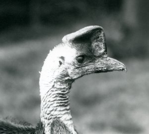 A Southern Cassowary at London Zoo, June 1925 by Frederick William Bond