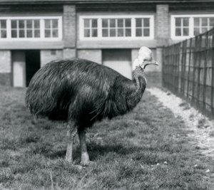 A Southern Cassowary at London Zoo in June 1925 by Frederick William Bond
