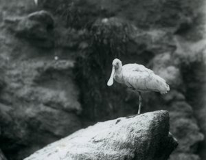 A Spoonbill Standing on a Rock at London Zoo by Frederick William Bond