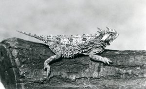 A Texas Horned Lizard/Horntoad/Horned Toad/Horny Toad Resting on a Log at London Zoo in August 1928 by Frederick William Bond