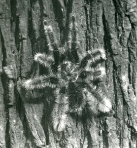 A Trinidad Chevron Tarantula on the bark of a tree trunk, London Zoo, October 1926