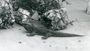 A Tuatara at London Zoo