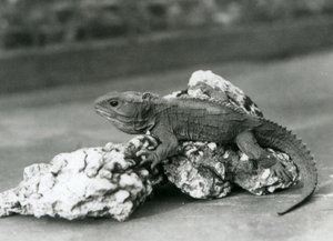 A Tuatara, Lying on a Rock, at London Zoo in 1929 by Frederick William Bond