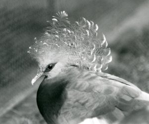 A Victoria Crowned Pigeon at London Zoo by Frederick William Bond