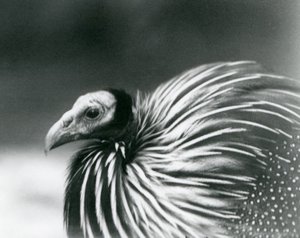 A Vulturine Guineafowl at London Zoo in 1927 by Frederick William Bond