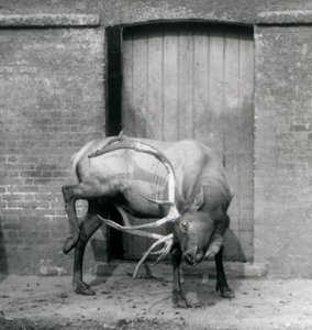 A Wapiti Elk stag standing in his enclosure at London Zoo in September 1927