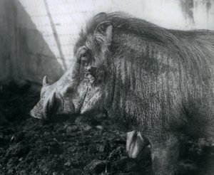 A Warthog Standing in Mud, London Zoo, 1927 by Frederick William Bond