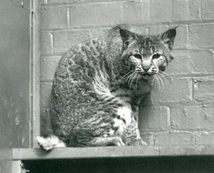 Bay Lynx at London Zoo, March 1925 by Frederick William Bond