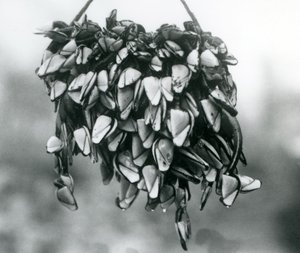 Pelagic Gooseneck Barnacles at London Zoo, March 1925