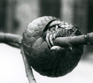 A Critically Endangered Chinese Pangolin Resting, Curled Around a Horizontal Branch, London Zoo (Pre 1930) by Frederick William Bond