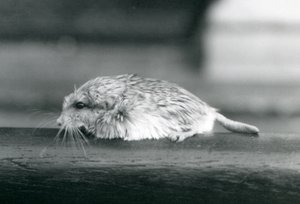 A fat-tailed duprasi gerbil, London Zoo, July 1925 by Frederick William Bond
