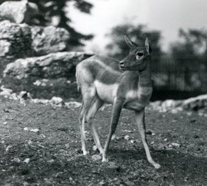 A Female Blackbuck at London Zoo