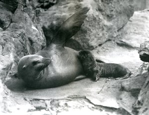 California Sea Lion Feeding Pup at London Zoo, July 1925