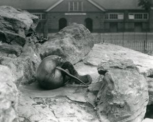 California Sea Lion Feeding Pup at London Zoo, July 1925 by Frederick William Bond