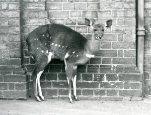 A Female Cape Bushbuck (Imbabala) Standing Against a Wall at London Zoo, October 1927