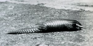 A female Chinese Pangolin at London Zoo in August 1925 by Frederick William Bond
