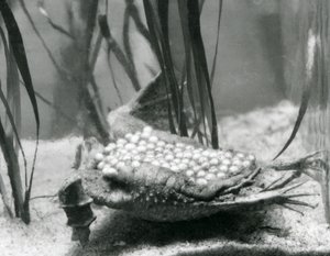 A female Surinam Toad with her eggs embedded in the skin of her back, London Zoo by Frederick William Bond
