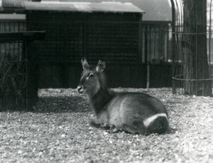 A female Waterbuck sitting in her enclosure at London Zoo, June 1924