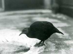 A flightless Weka at London Zoo in 1927 by Frederick William Bond