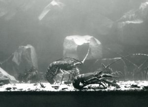 Crayfish at London Zoo, March 1925